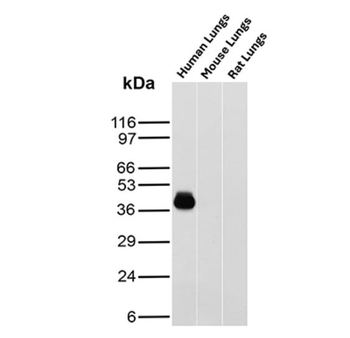 HLA-G Antibody