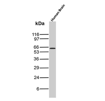 GAD2 Antibody