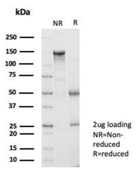 BATF2 Antibody