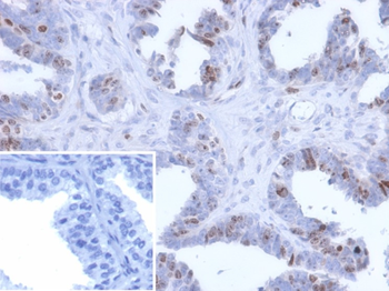 BATF2 Antibody