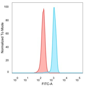 FOXP4 Antibody