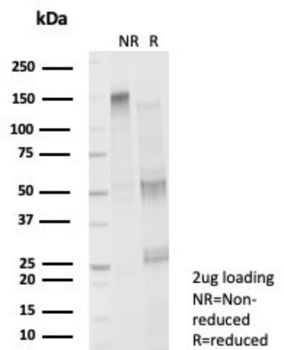 FOXP4 Antibody