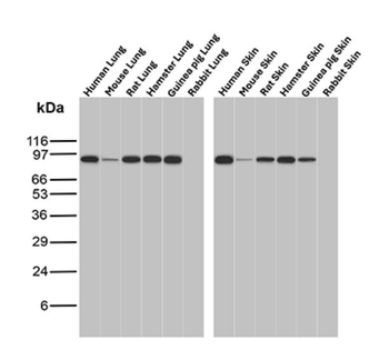 STAT6 Antibody