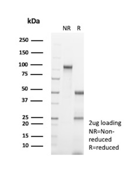 PAX2 Antibody