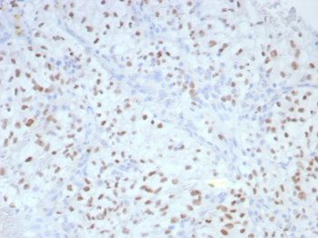 PAX2 Antibody