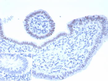 PAX2 Antibody