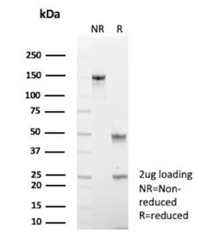 PAX2 Antibody
