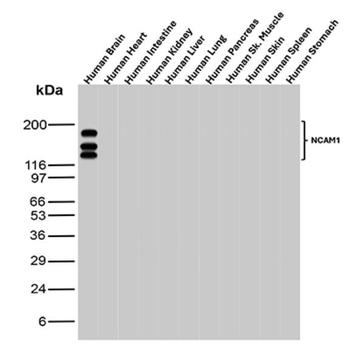 NCAM1 Antibody