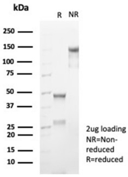 CD99 Antibody