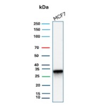 CD99 Antibody