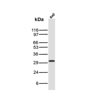 HLA-DRB1 Antibody