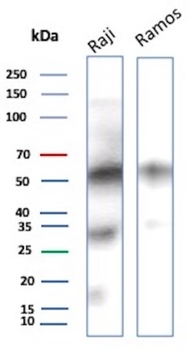 CD27 Antibody