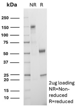 CD27 Antibody