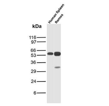 CD27 Antibody