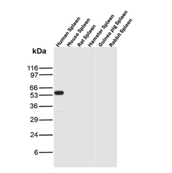 CD27 Antibody