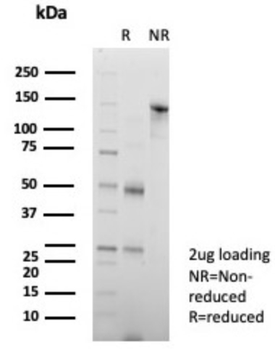 BSG Antibody