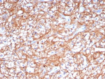 BSG Antibody