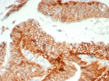 BSG Antibody