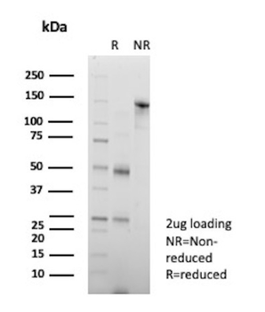 BSG Antibody