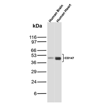 BSG Antibody