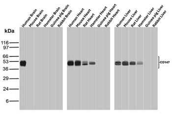 BSG Antibody