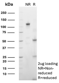 TRPS1 Antibody