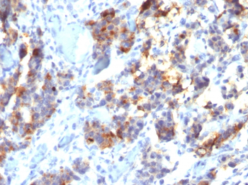 MUC5AC (Mucin 5AC / Gastric Mucin) Antibody