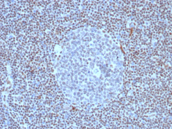 FLI1 Antibody