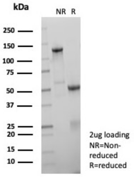FLI1 Antibody