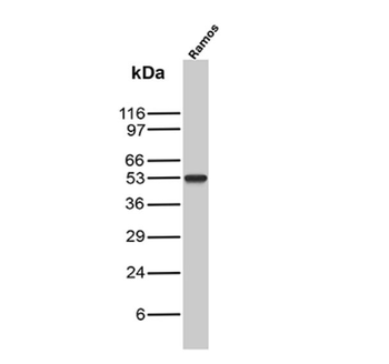 FLI1 Antibody