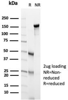 ENG Antibody