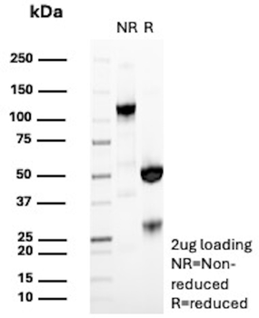 CD38 Antibody