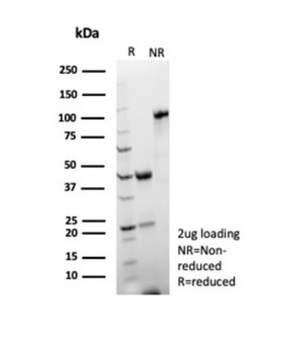 CD2 Antibody