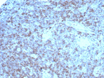 CD2 Antibody