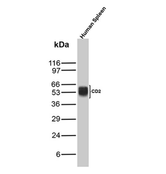 CD2 Antibody