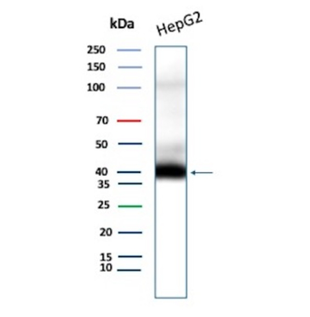 CD7 Antibody