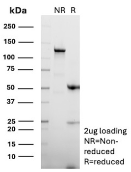 CD7 Antibody