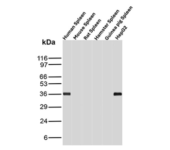 CD7 Antibody