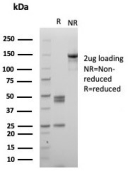 MPZ Antibody