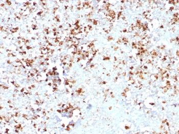 MPZ Antibody
