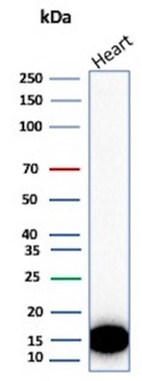 FABP3 Antibody