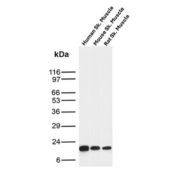 FABP3 Antibody