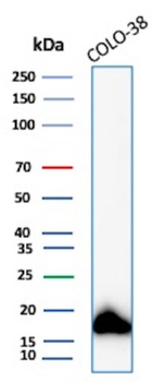 MLANA Antibody