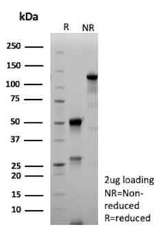 MLANA Antibody