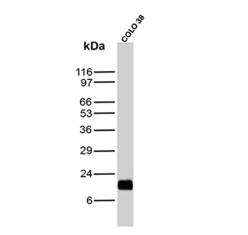 MLANA Antibody