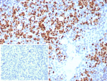 IRF4 Antibody