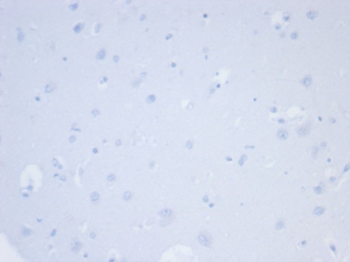 NAPSA Antibody