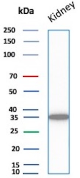 NAPSA Antibody
