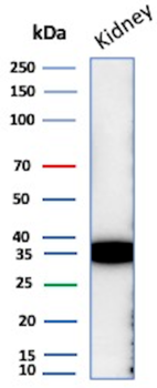 NAPSA Antibody