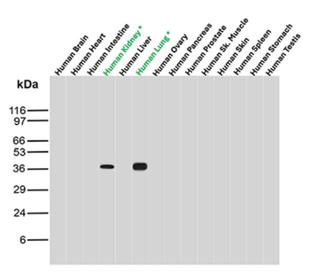 NAPSA Antibody